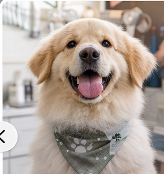 Perro sonriendo listo para una sesión de fotos